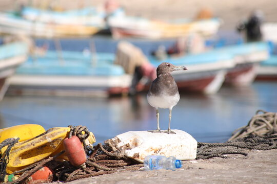 A Sooty Gull (Ichthyaetus hemprichii) standing in the vibrant setting of Mirbat Port, Oman