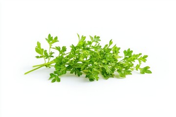 Fototapeta premium Fresh curly parsley herb close up on white background aromatic culinary ingredient for cooking
