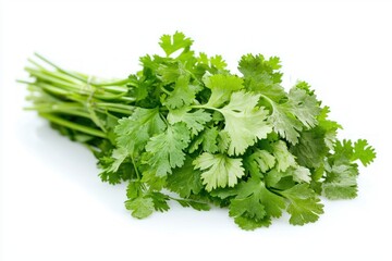 Fototapeta premium Bright cilantro bunch displaying fresh aromatic herb with vibrant green leaves on white background in studio