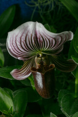 Orchid- Paphiopedilum vexillarium