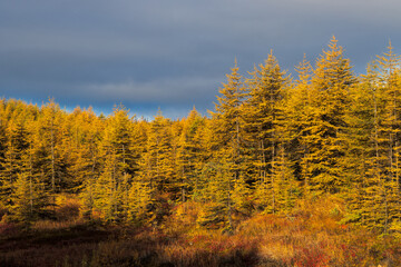 Autumn forest landscape. View of larch trees with yellow autumn needles. Fall season. Travel and hiking in the wild. Beautiful northern nature. Coniferous forest. Natural background.