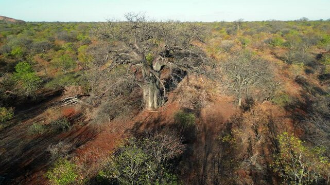 Aerial view of a large baobab (Adansonia digitata) tree in mopane savannah during the dry season, Limpopo province, South Africa