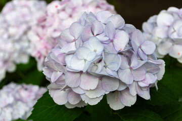 紫陽花　あじさい