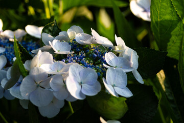 紫陽花　あじさい