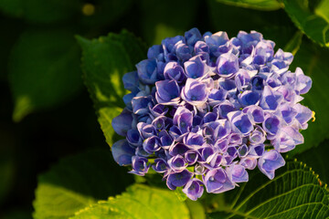 紫陽花　あじさい