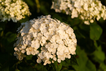 紫陽花　あじさい