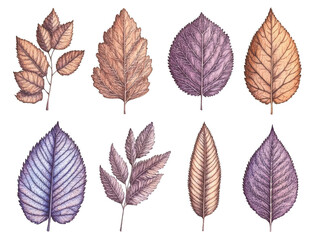 Obraz premium Detailed Vector Illustration Of Various Autumn Leaves In Brown And Gold Color, Isolated On Transparent Background, Botanical Illustration, Vector Ornament, Floral Design