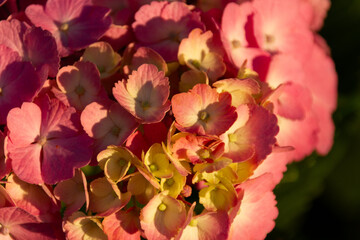 紫陽花　あじさい