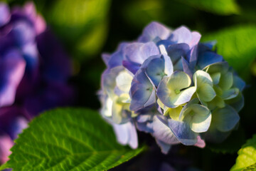 紫陽花　あじさい