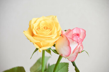 ピンクと黄色のばら