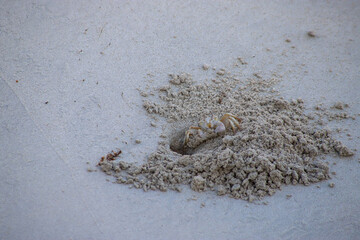 A ghost crab emerging from its burrow in the sandy beach, Oman