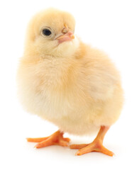 Obraz premium Small yellow chicken