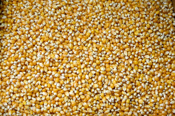 Corn kernels. Agriculture. Cereals. Food production. Corn.