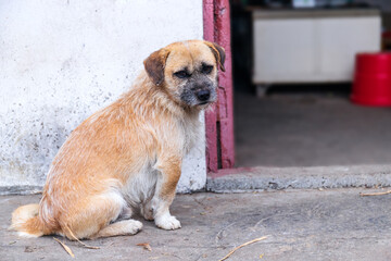 Dazed Chinese native dog puppy