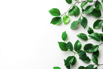 Green Leaves Frame on White Background Elegant Natural Design Element