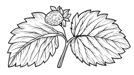 Detailed Line Art Illustration of Single Leaf of Strawberry Plant for Summer Botanical Graphic Projects