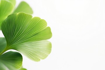 Ginkgo Biloba Leaves Close-up on White Background for Medical Concepts