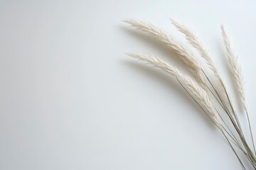 Pampas Grass Decorative Arrangement on White Background Simple Minimalist Home Decor