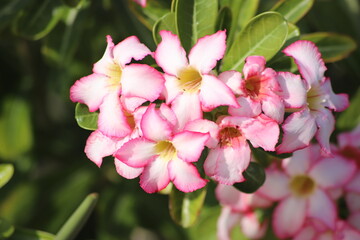 Pink Desert Rose (Adenium obesum) flowers in full bloom showcasing their delicate petals and green leaves, Oman