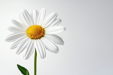 Single Daisy Flower Close-up with White Petals and Yellow Center