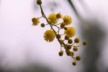 Bright yellow blossoms dangle delicately from branches against a softly blurred natural backdrop in the morning light