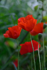 Vibrant red poppies bloom gracefully against a lush green backdrop during a tranquil spring morning