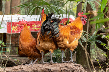 Free range rooster poultry animal raised on coarse grains