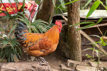 Free range rooster poultry animal raised on coarse grains