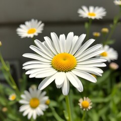 Obraz premium daisies in a garden
