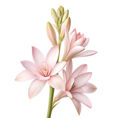 Obraz premium Polianthes flower tuberose isolated on white background
