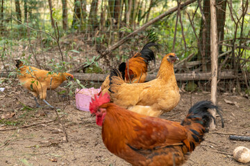 Free range rooster poultry animal raised on coarse grains
