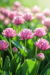Fototapeta premium Soft Pink Everlasting Daisy Flowers in Bloom, Summer Floral Background, Vibrant Colors, Bokeh
