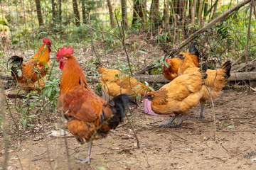 Free range rooster poultry animal raised on coarse grains
