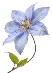 
purple clematis flower, close-up, isolated on white background