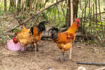 Free range rooster poultry animal raised on coarse grains