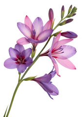 Fototapeta premium ixia flower, purple hue, close up, isolated on white background