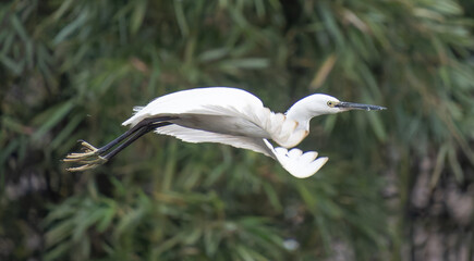 snowy egret in flight