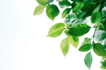 Green Leaves and Branches on White Background Fresh Spring Foliage
