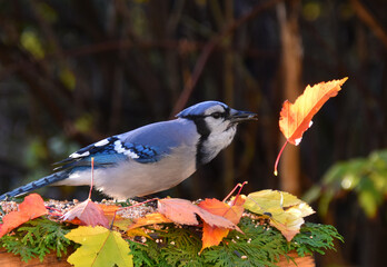 A Blue Jay in Autumn, Sainte-Apolline, Québec, Canada
