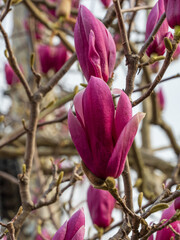 Fuchsia magnolia flowers