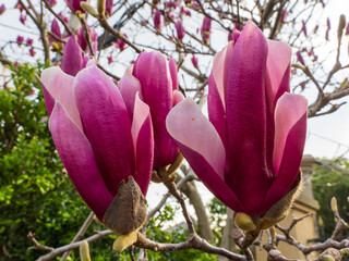Fuchsia magnolia flowers