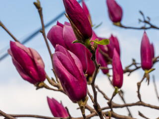 Fuchsia magnolia flowers