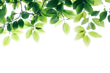 Fresh Green Leaves and Tree Branches Against a White Background