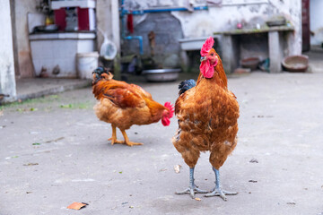 Free range rooster poultry animal raised on coarse grains