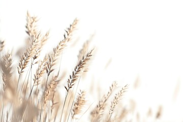 Fototapeta premium Gentle Wheat Field Against White Background Minimalist Natural Light Design