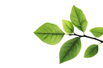 Fresh Green Leaves on Branch Isolated Against White Background Studio Shot