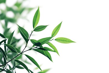 Fresh Green Leaves on Branch Minimalist Style for Natural Designs