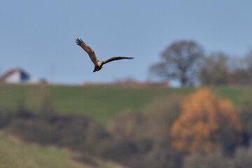 Marsh Harrier (Circus aeruginosus) hunting over a reedbed in the Somerset Levels in the United Kingdom