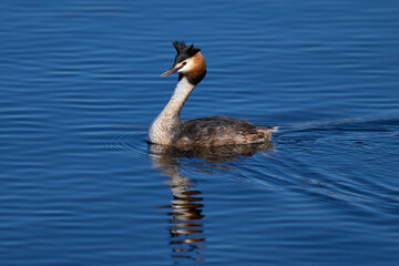 Great Crested Grebe (Podiceps cristatus) swimming on a lake in the Somerset Levels, Somerset, United Kingdom.
