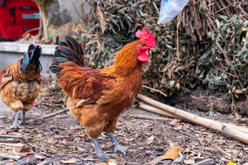 Free range rooster poultry animal raised on coarse grains